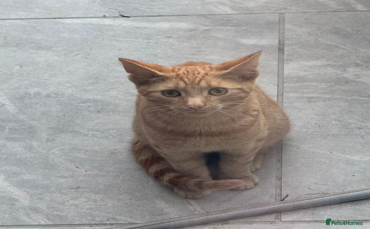 Mixed Breed cats - Advert 10
