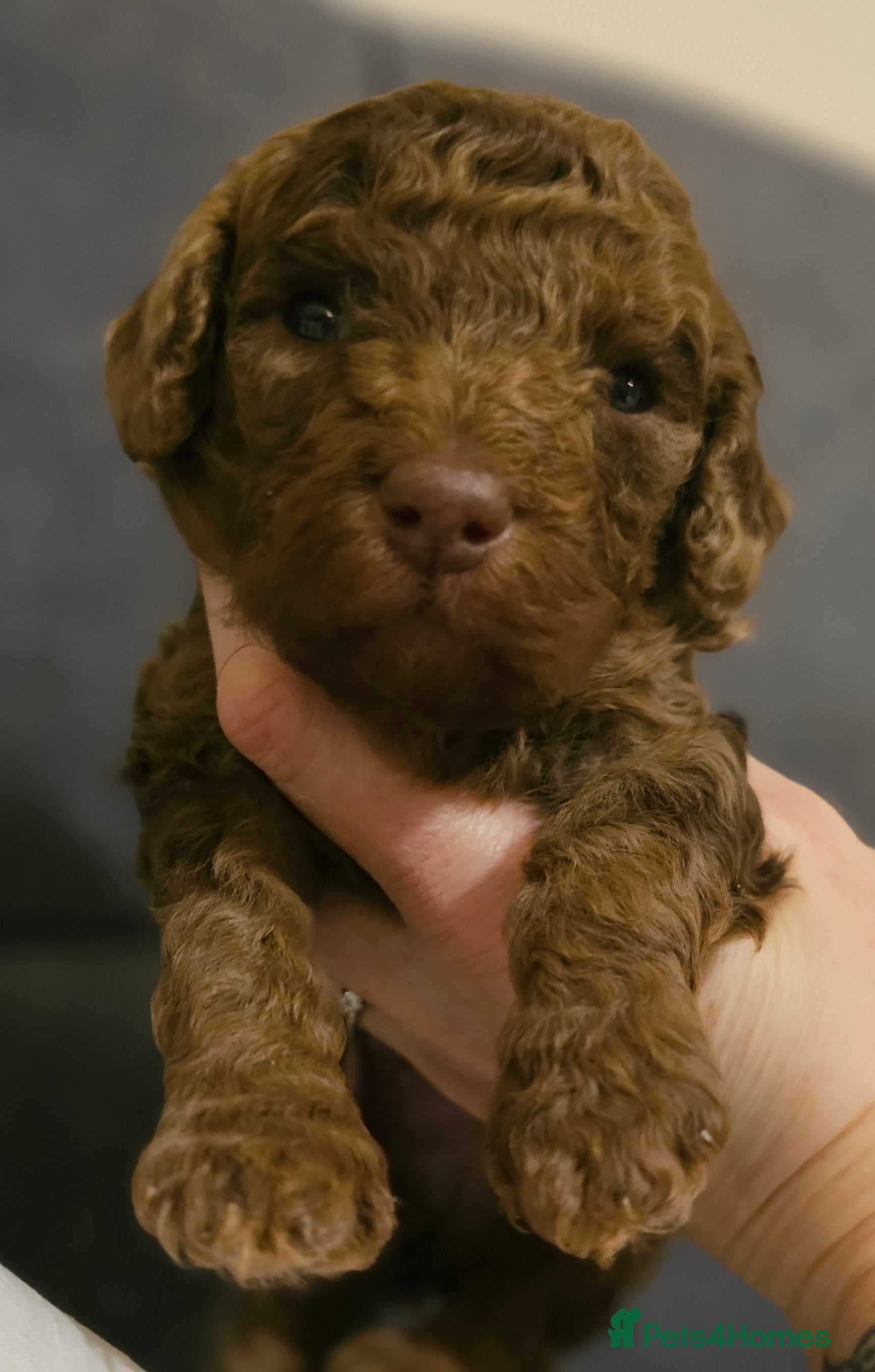 Cavapoo dogs 1 boy remaining for reservation Quality Cavapoos - Advert 14