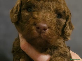 Cavapoo dogs 1 boy remaining for reservation Quality Cavapoos - Advert 14