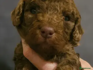 Cavapoo dogs 1 boy remaining for reservation Quality Cavapoos - Advert 2