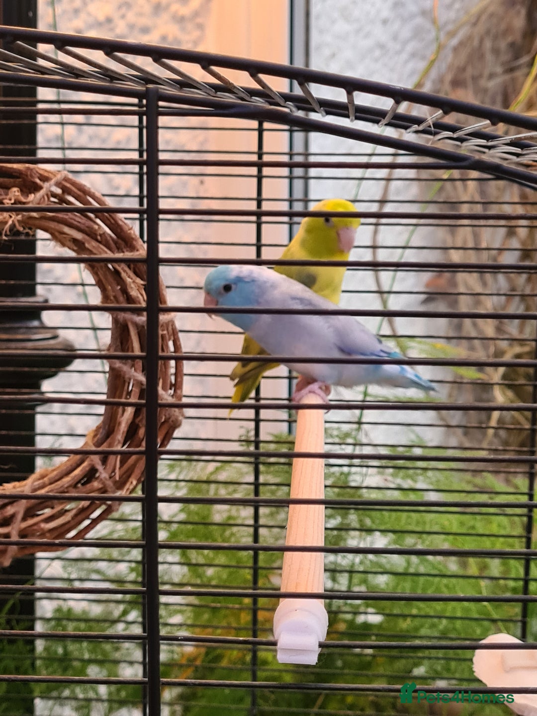 Parrots birds for sale: Celestial Parrotlets  - Advert 3