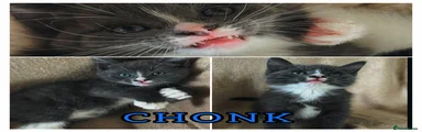 Grey and white boy- “Chonk”