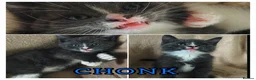 Mixed Breed cats for sale: Beautiful kittens, ready to leave on Friday. - Advert 6
