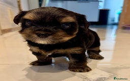 Yorkshire Terrier dogs for sale: original breed yorkshire terrier  - Image 12