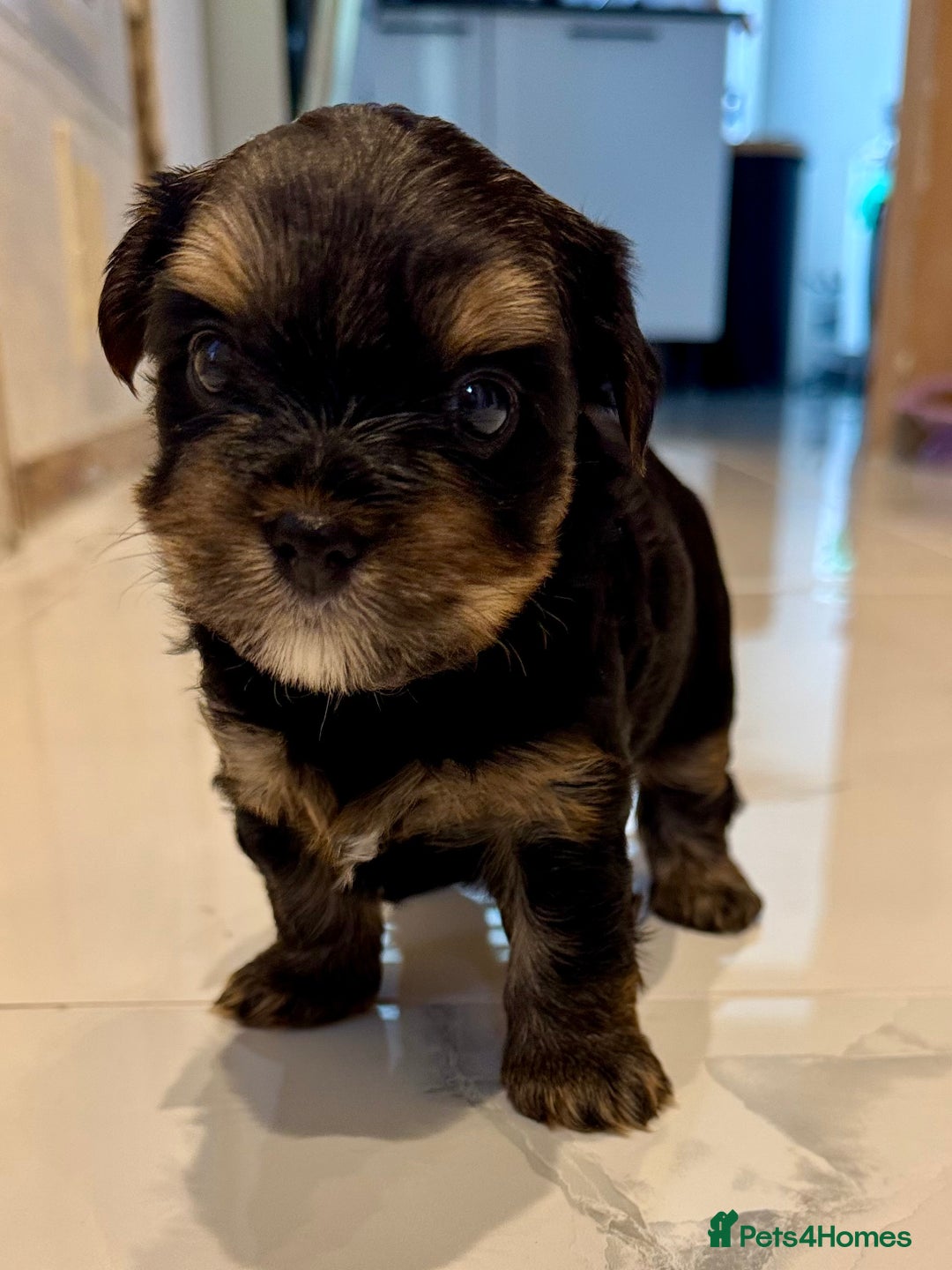 Yorkshire Terrier dogs for sale: original breed yorkshire terrier  - Image 12