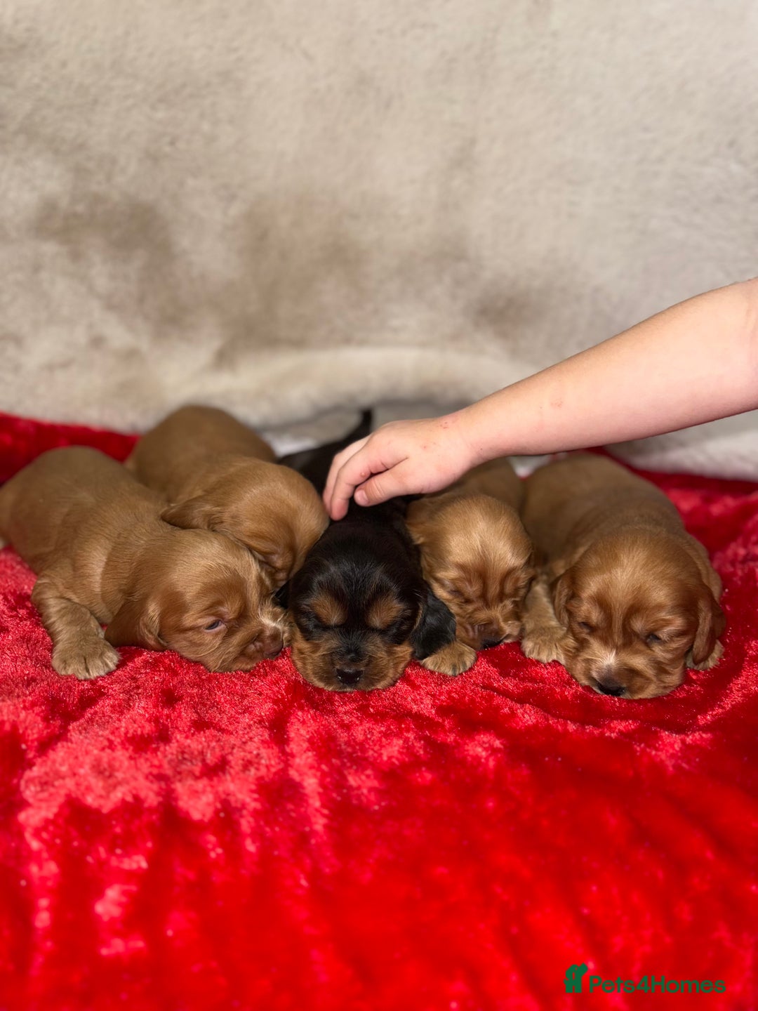 Cocker Spaniel dogs for sale: Show cocker spaniel pups - Image 6