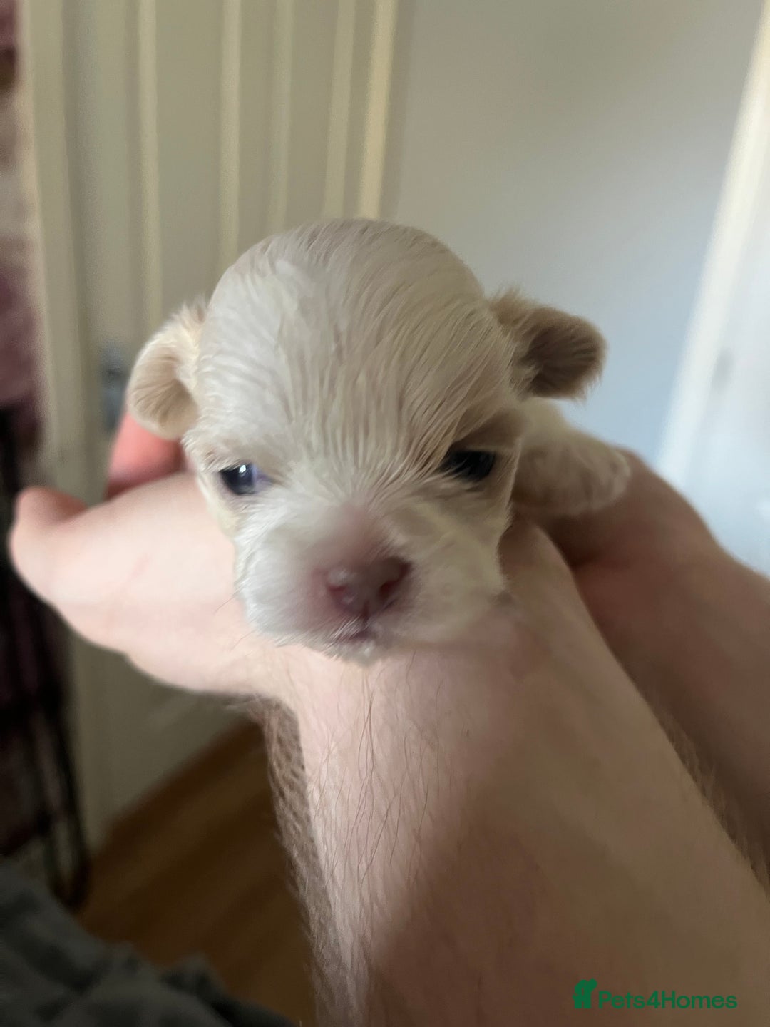 Shih Tzu dogs for sale: Beautiful shihtzu puppies  - Image 11