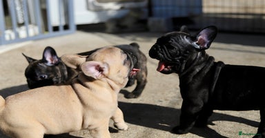 French Bulldog dogs - Advert 11