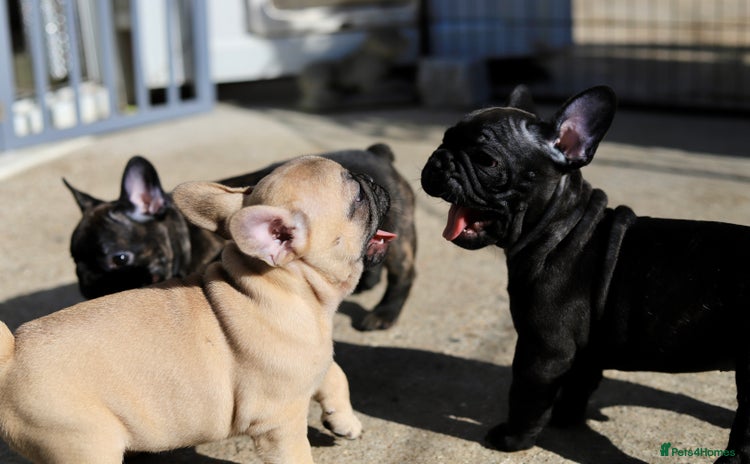 French Bulldog dogs - Advert 3
