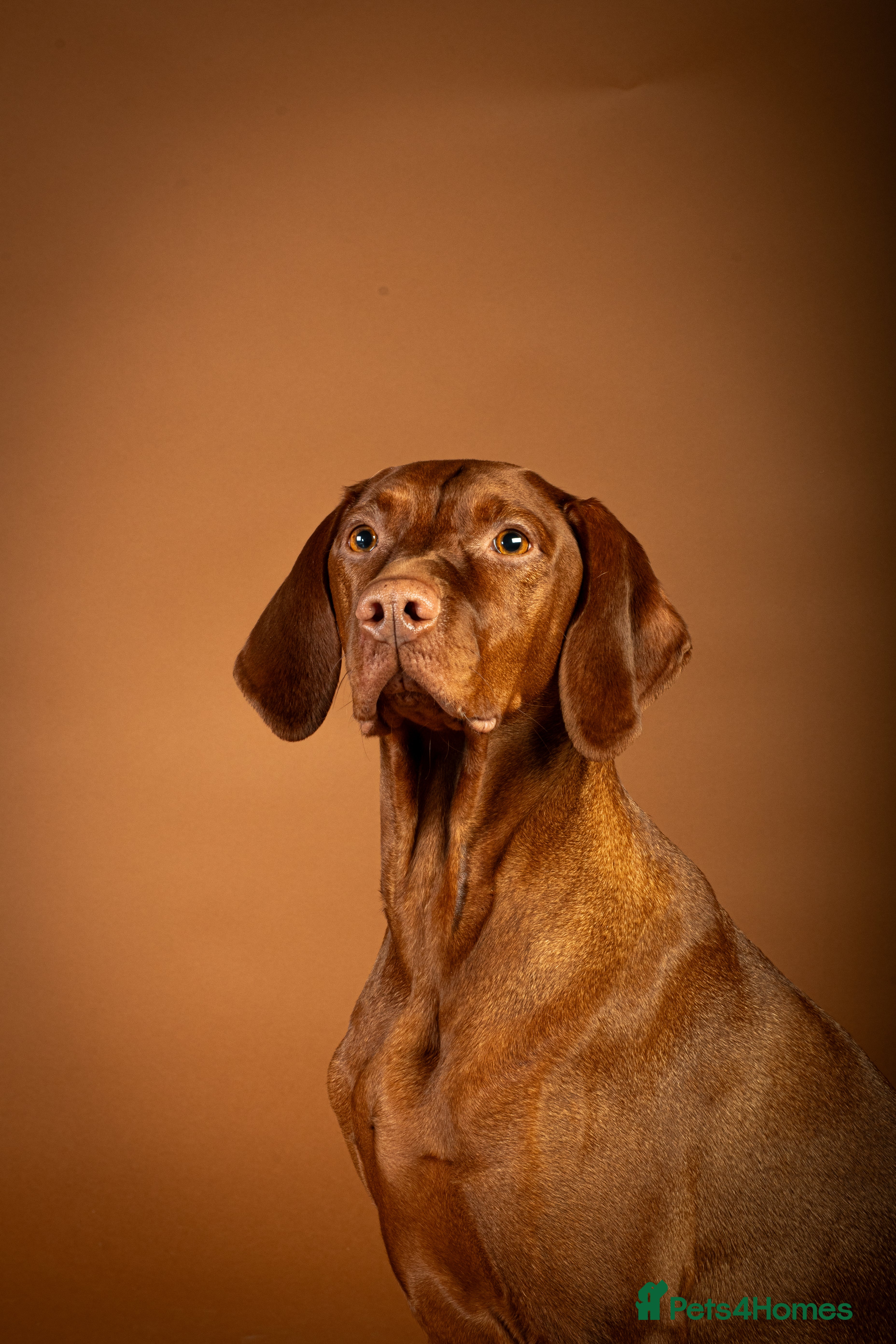 Hungarian Vizsla dogs Third beautiful litter from our stuning Ginny - Advert 6