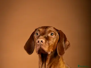 Hungarian Vizsla dogs Third beautiful litter from our stuning Ginny - Advert 10