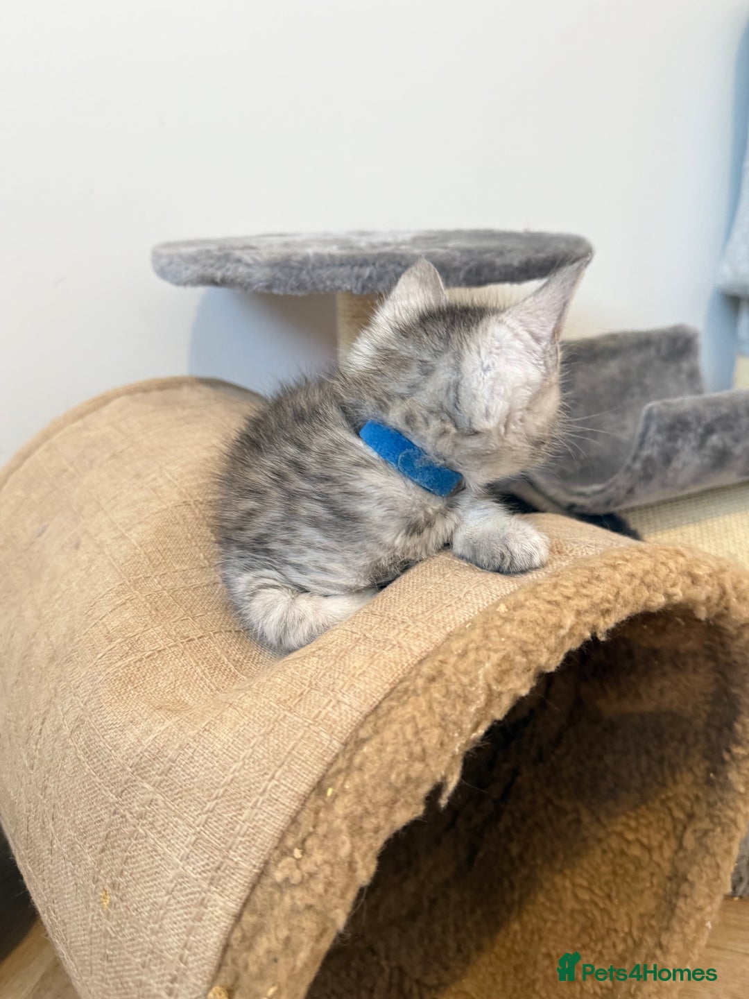 Maine Coon cats for sale: Maine Coon x Savannah Kittens - Advert 32