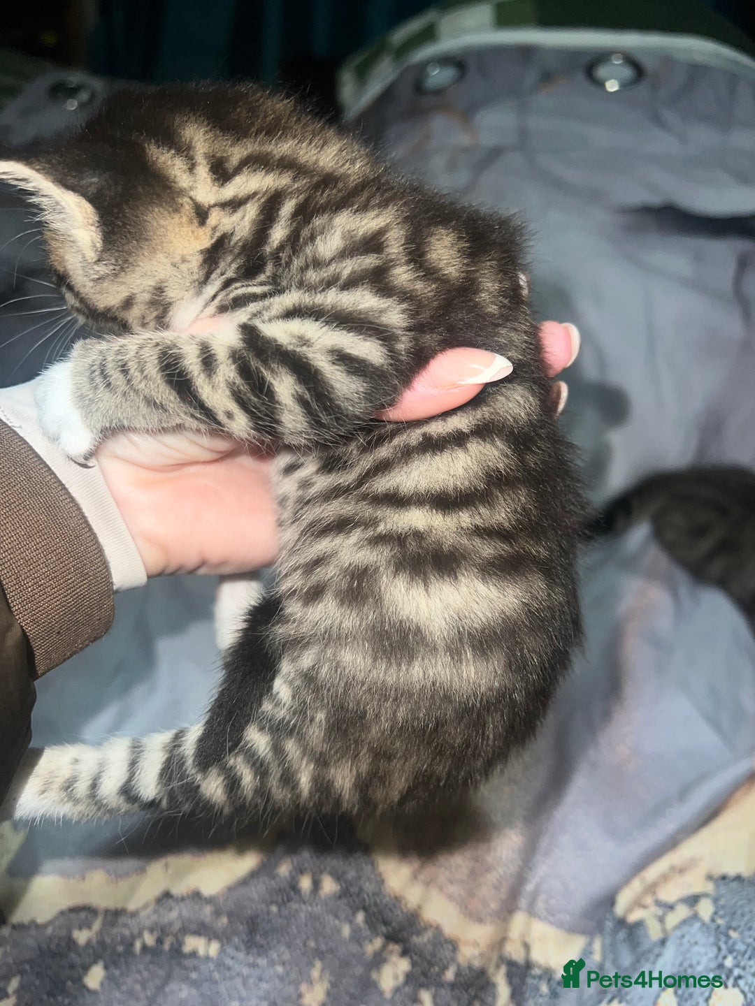 British Longhair cats for sale: 5 beautiful kittens - Advert 7