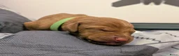 Hungarian Vizsla dogs for sale: Vizsla Puppies Looking for Their Forever Homes 🐾 in Saint Asaph - Advert 10