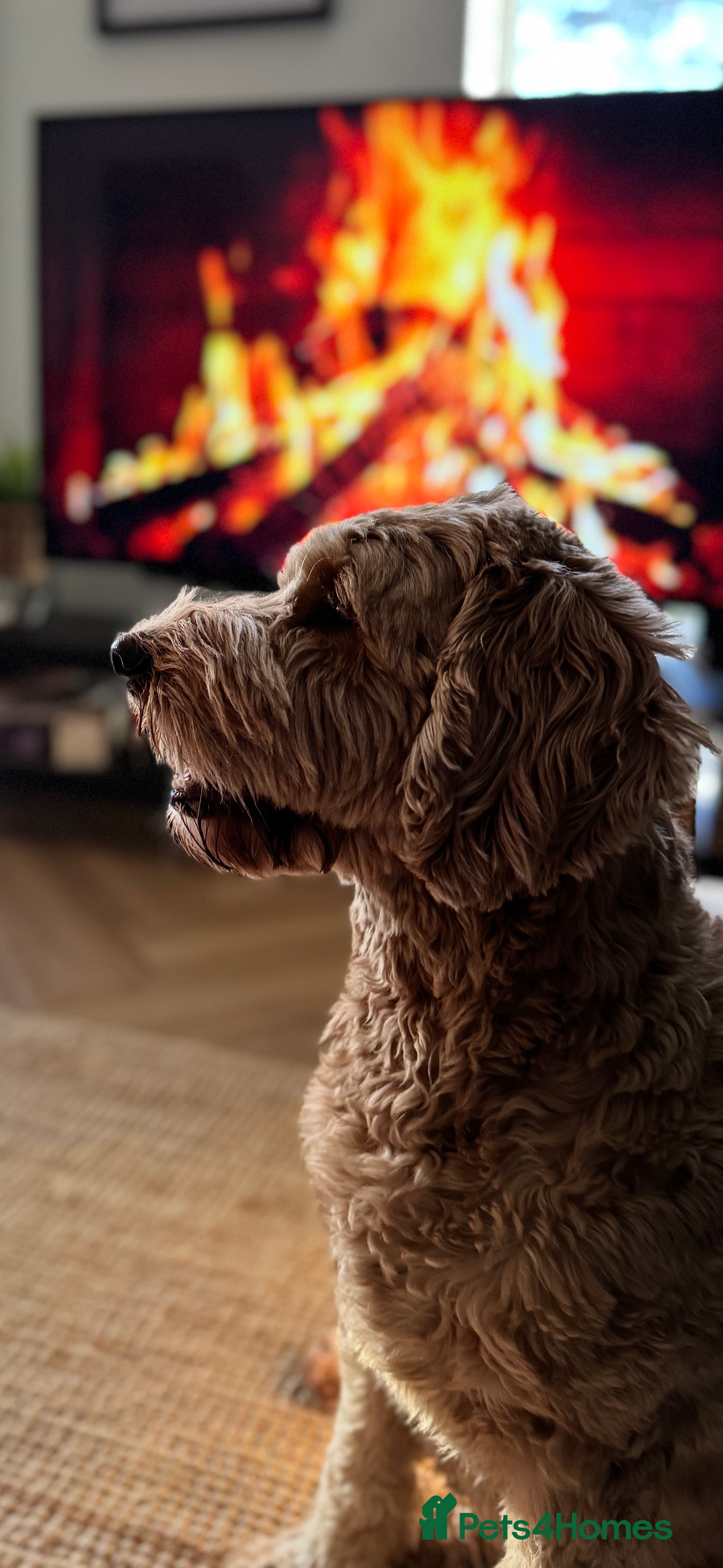 Australian Labradoodle dogs Quality Multigen Australian Labradoodle Puppies  - Advert 1