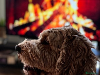 Australian Labradoodle dogs Quality Multigen Australian Labradoodle Puppies - Advert 1