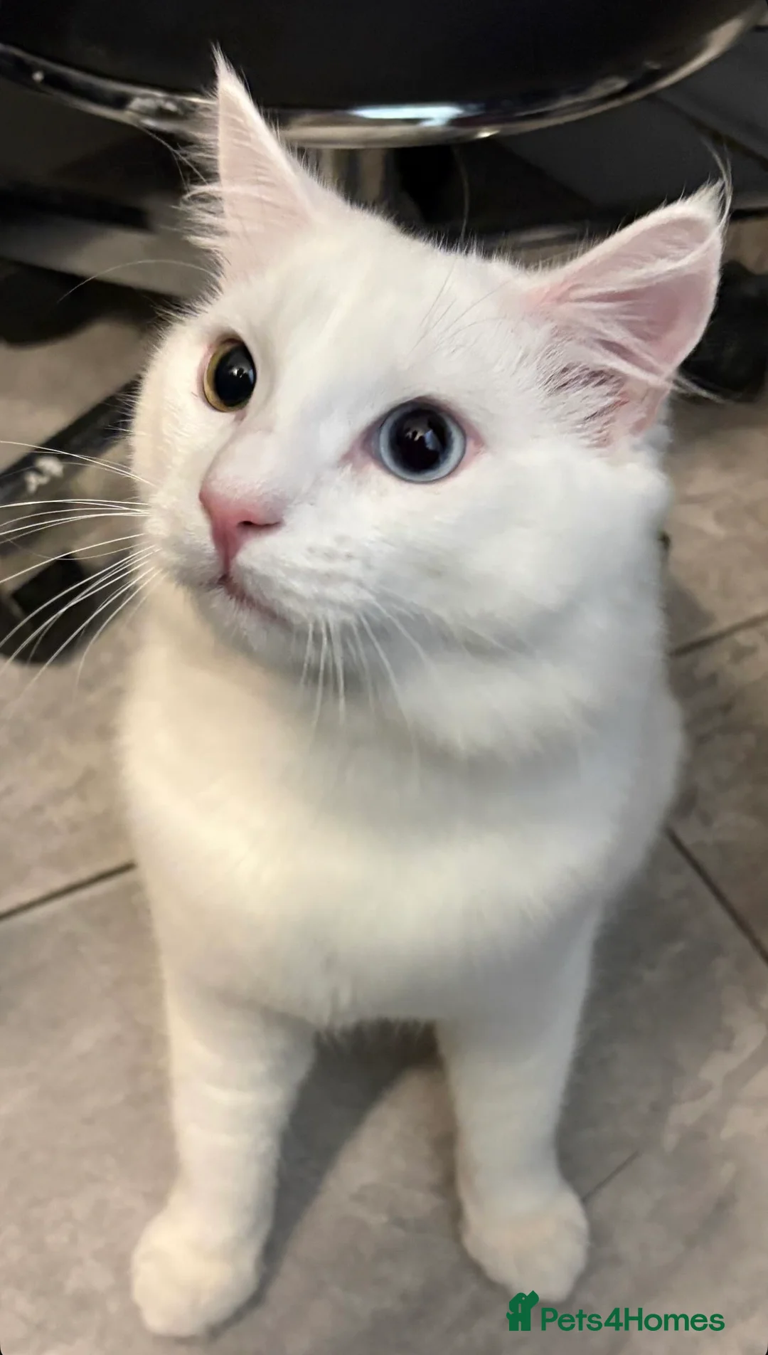 Domestic Shorthair cats for sale: Barfi in Leicester - Advert 1