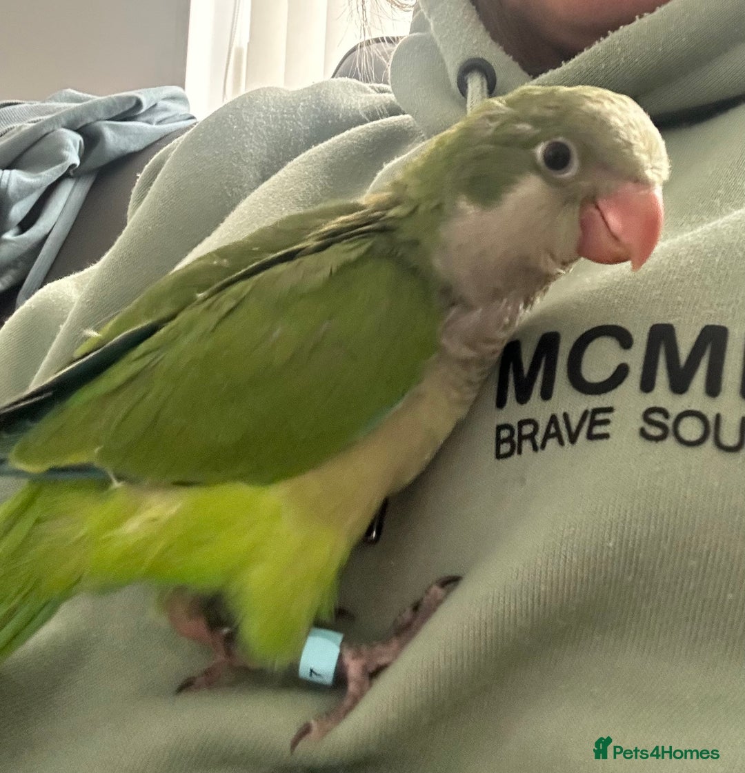 Parakeets birds for sale: 2 male Hand reared green Quaker  - Image 4