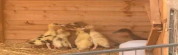 Ducks poultry for sale: 2 week old Indian runner ducklings  - Advert 3