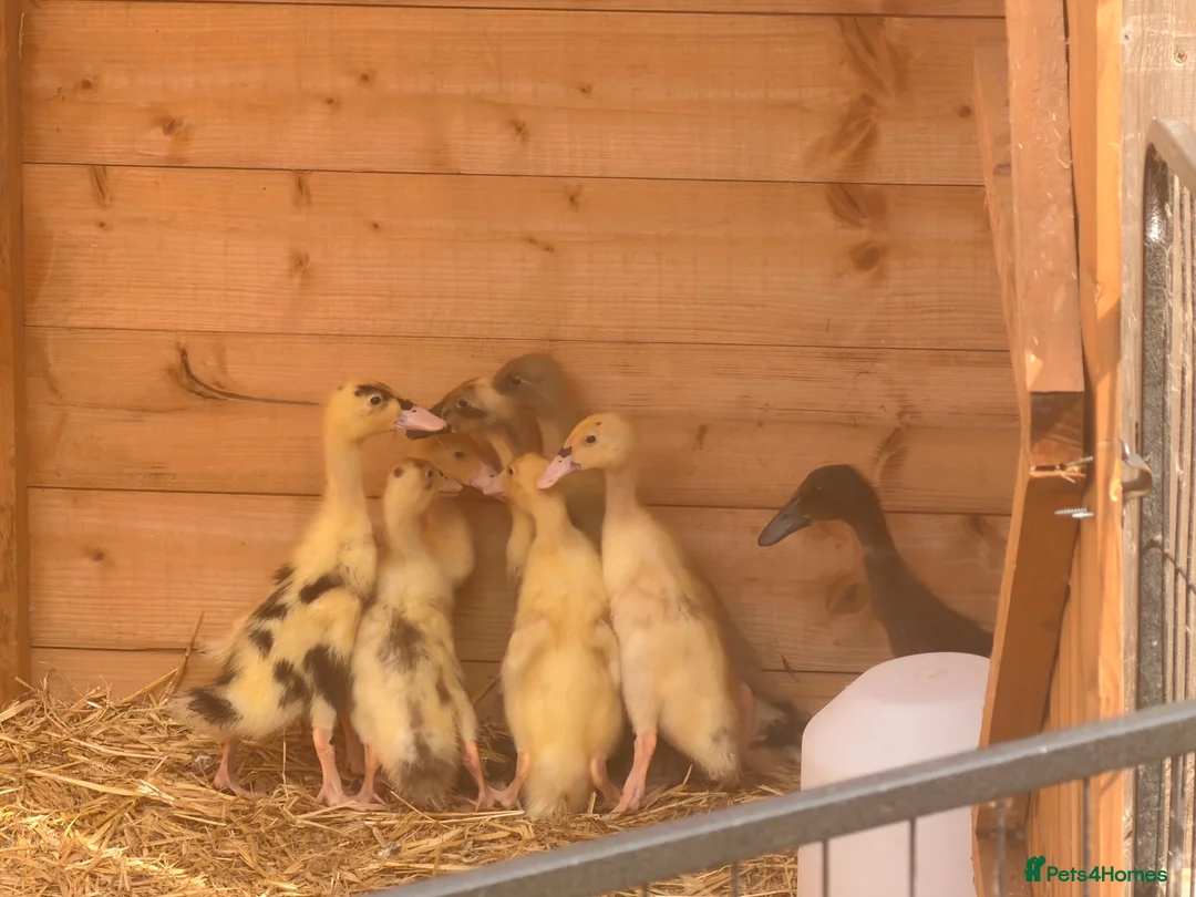 Ducks poultry for sale: 2 week old Indian runner ducklings  - Advert 3