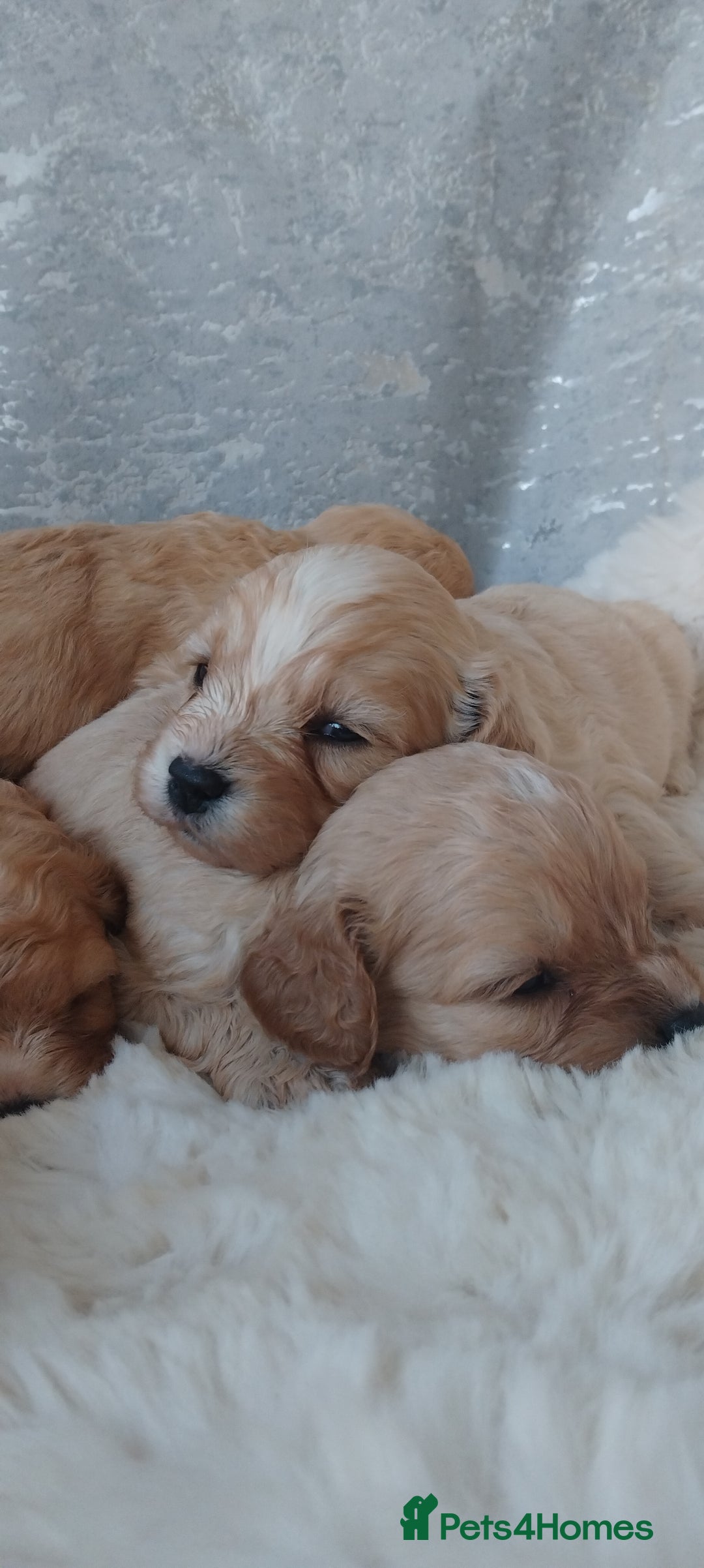 Cavapoo dogs for sale: Stunning cavapoo puppies - Image 14