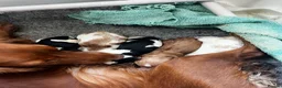 Cocker Spaniel dogs for sale: 5 cocker spaniels available  - Advert 17