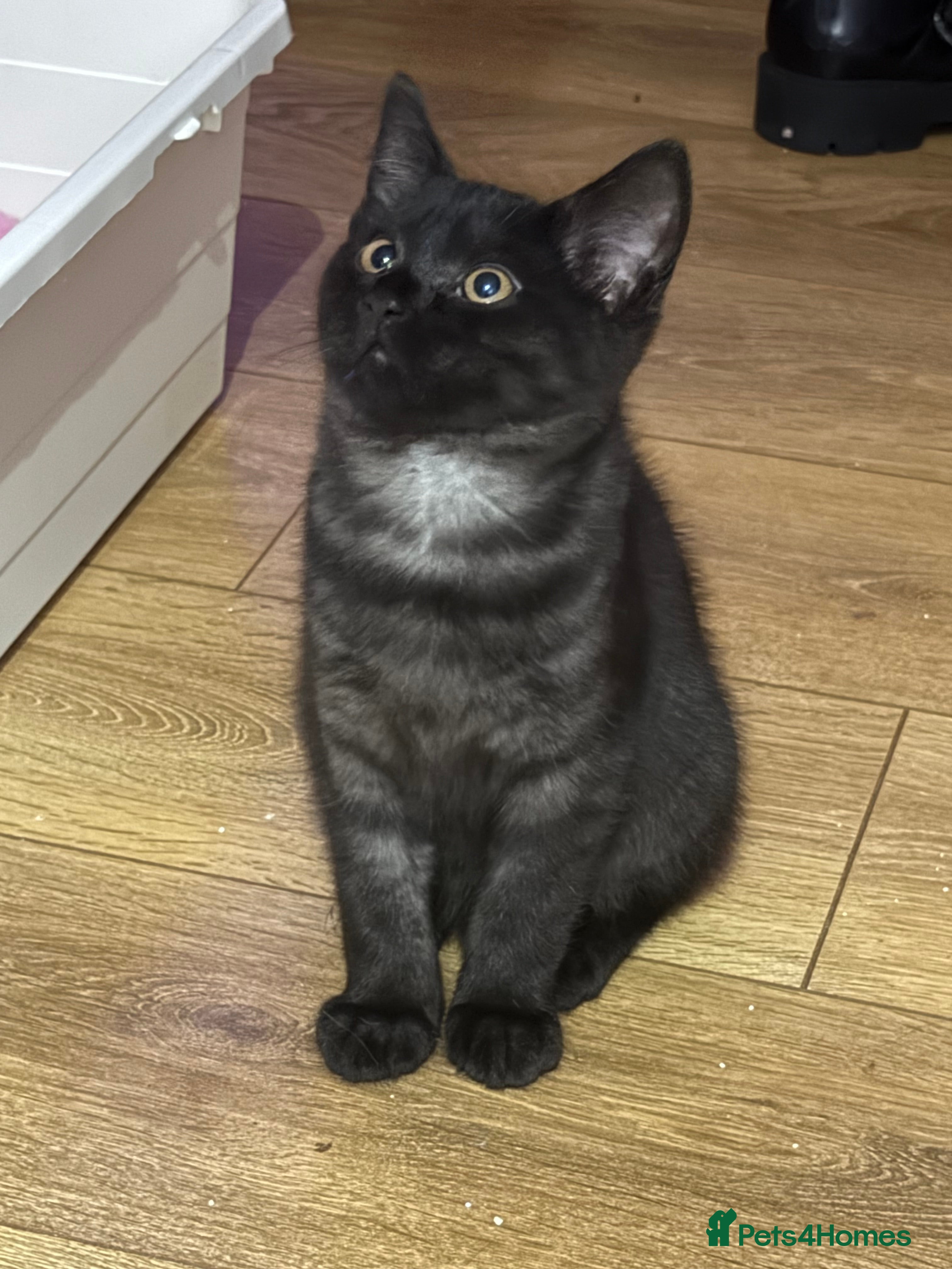 British Shorthair cats Black Smoke BSH X male - Advert 7