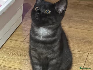 British Shorthair cats Black Smoke BSH X male - Advert 9
