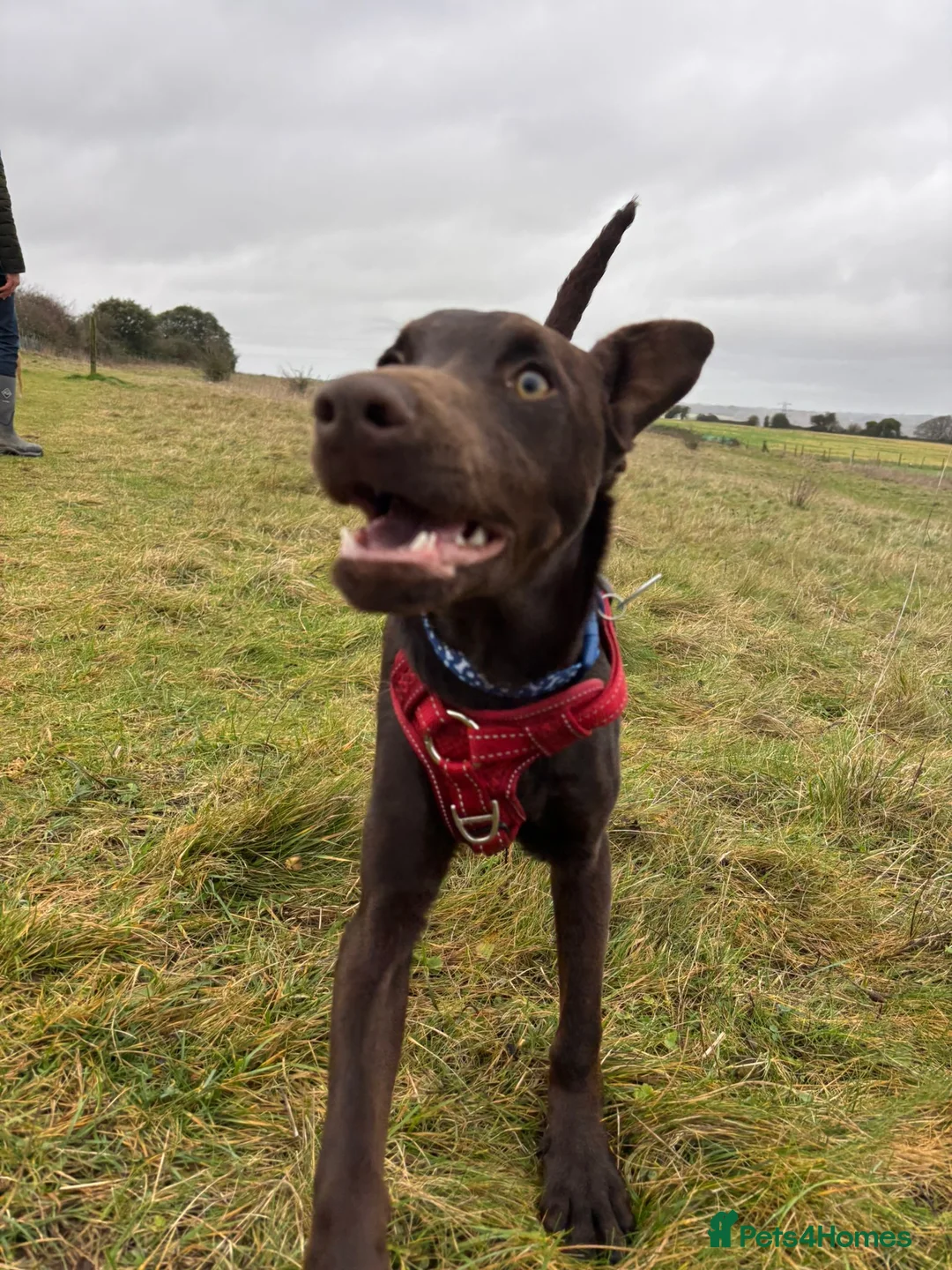Mixed Breed dogs for sale: Lovely Buttons needs his family  - Advert 10