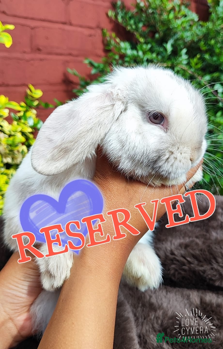 Mini Lop rabbits Mini lop  - Advert 2