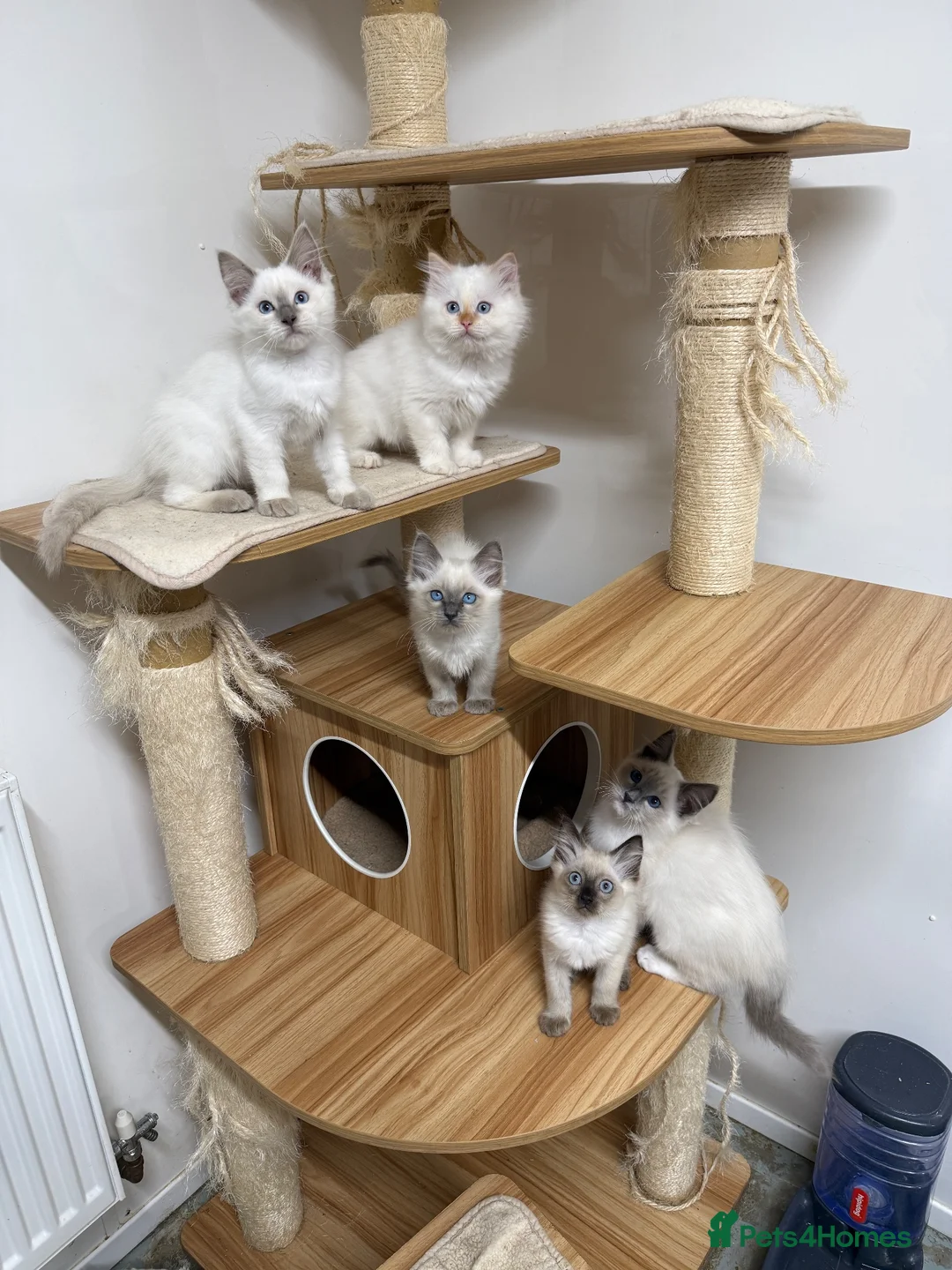 Ragdoll cats for sale: Beautiful ragdoll kittens  - Advert 2