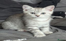 Mixed Breed cats for sale: 2 British Shorthair cross Ragdoll Boys Available  - Image 2