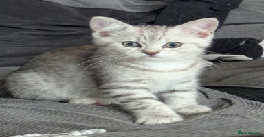 Mixed Breed cats - Advert 5