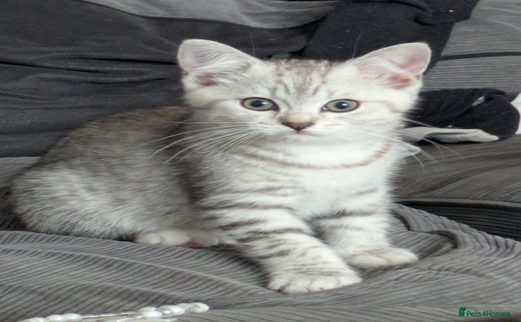 Mixed Breed cats - Advert 1