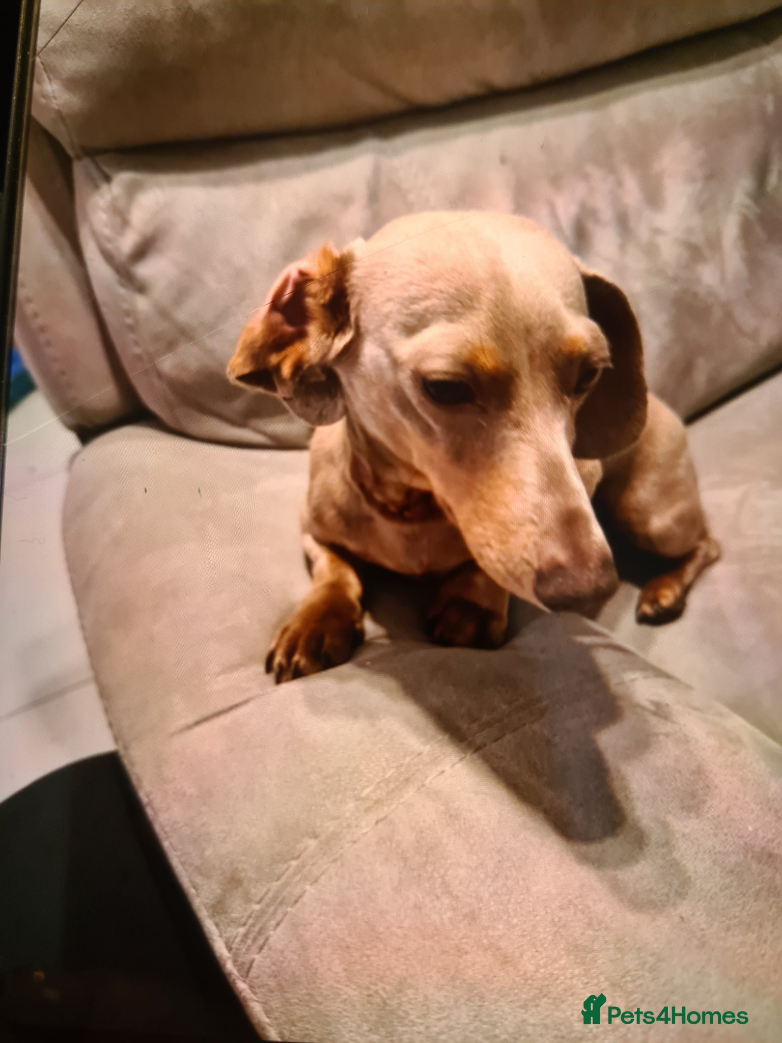 Miniature Dachshund dogs Miniature dachshund female - Advert 10