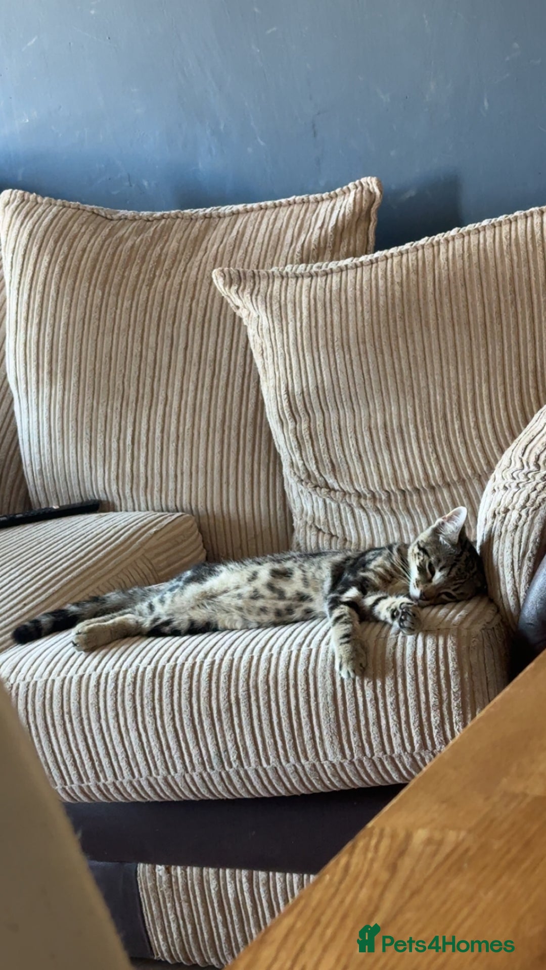 Toyger cats for sale: Tabby cross bengal  - Image 2