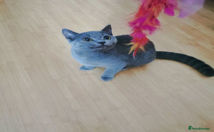British Shorthair cats - Advert 1