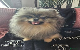 Pomeranian dogs for sale: Pomeranian show dogs x2 - Image 10