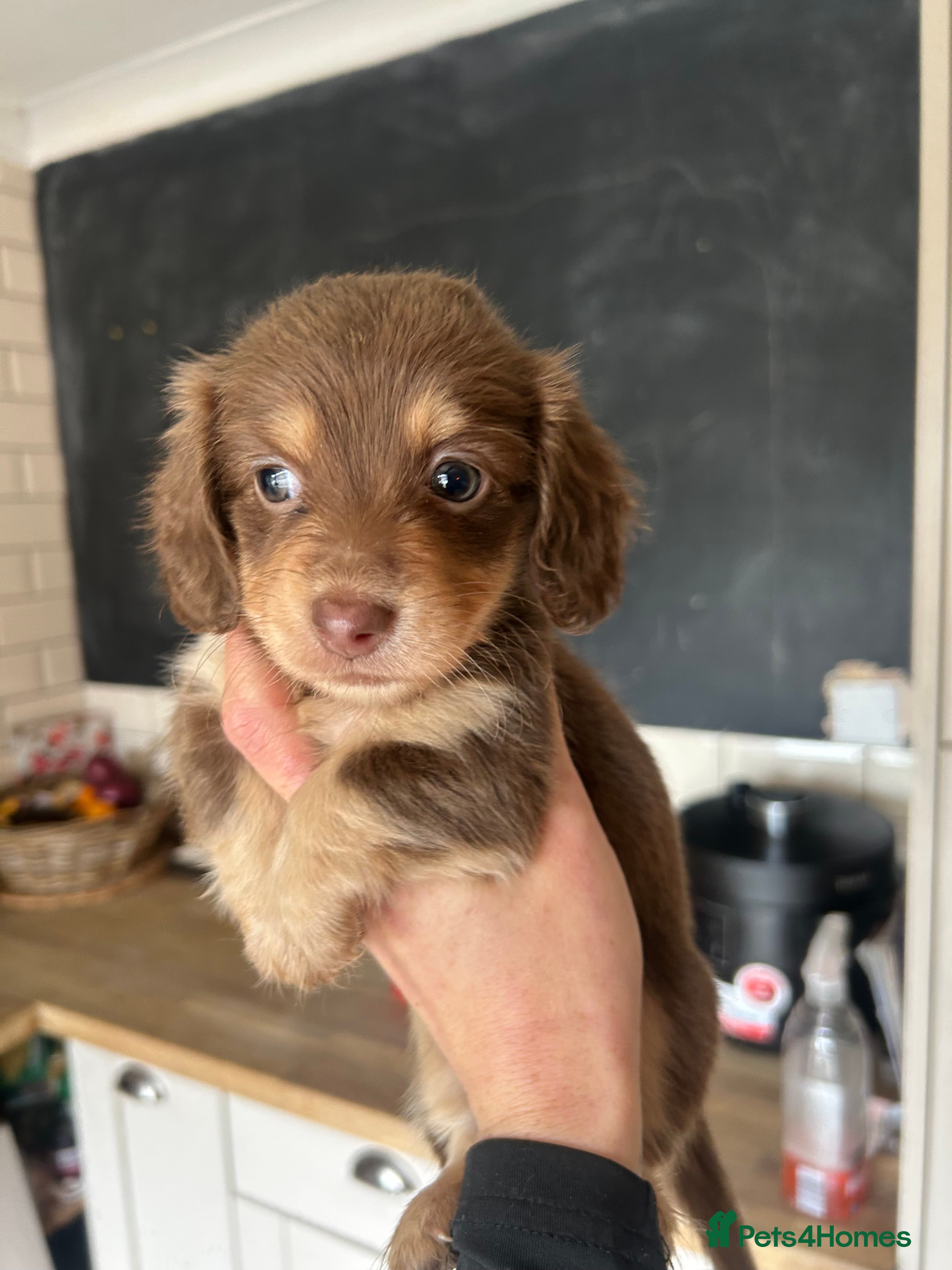 Dachshund dogs Beautiful long and smooth haired dachshunds - Advert 2
