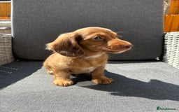 Miniature Dachshund dogs for sale: Dachshund puppies - Image 26