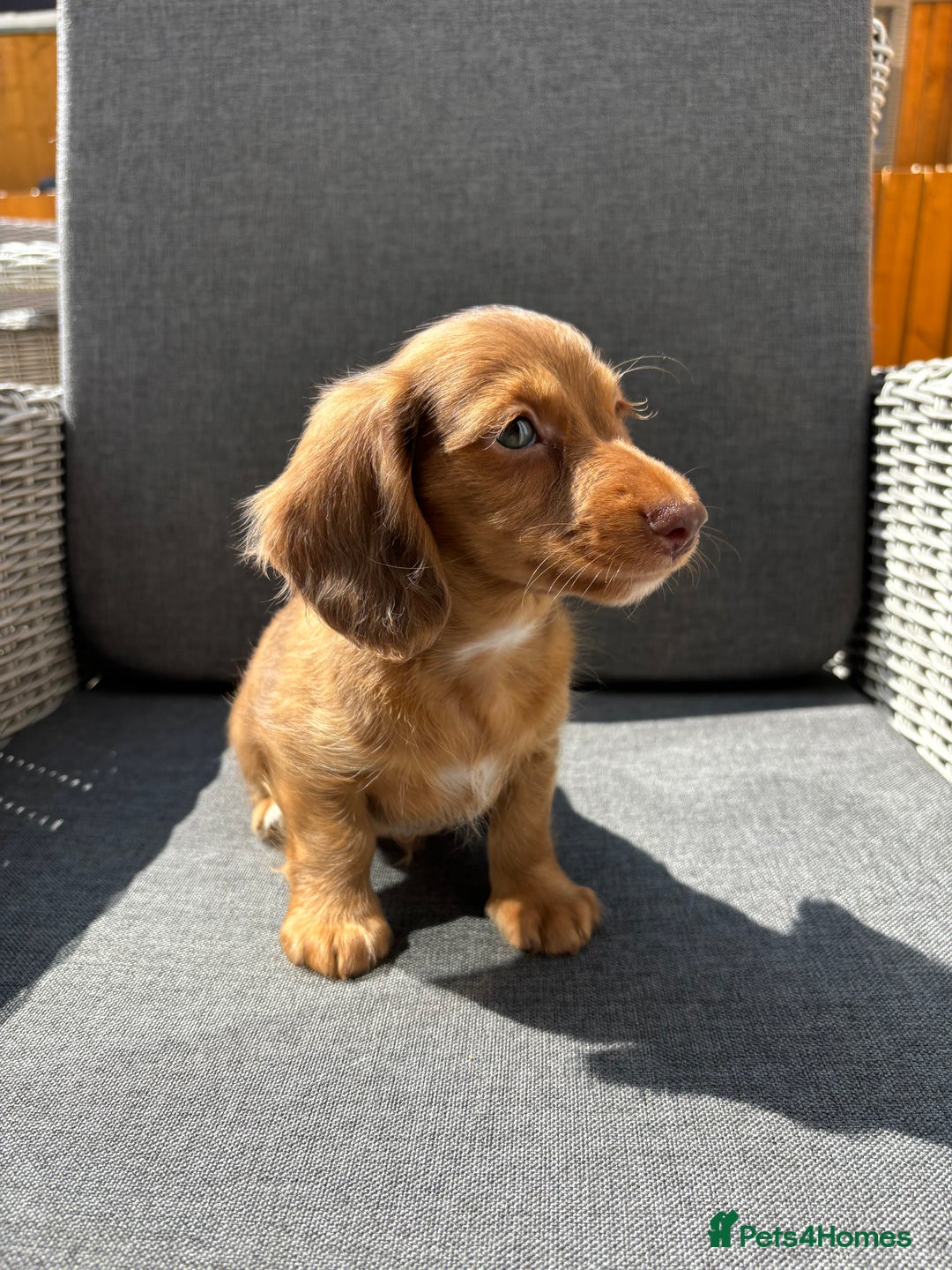 Miniature Dachshund dogs for sale: Dachshund puppies - Image 26