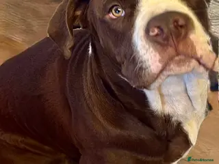 Mixed Breed dogs Cane corso x American bull mastiff - Advert 1