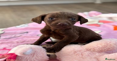 Labrador Retriever dogs - Advert 7