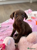 Labrador Retriever dogs - Advert 7