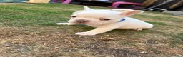French Bulldog dogs for sale: French bull dog puppies 😍😍 KC REGISTERED  - Advert 22