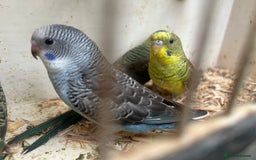 Budgerigars birds for sale: Budgies for sale, black wings, all in good health  - Image 18