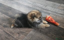 Pomeranian dogs for sale: Teddy bear faced pom  - Image 17