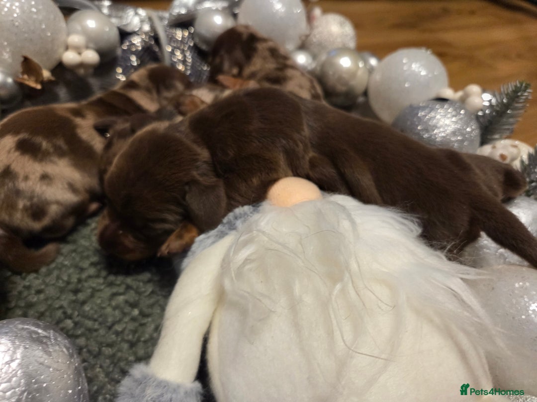 Miniature Dachshund dogs for sale:  Precious Miniature Dachshund Puppies   - Advert 11