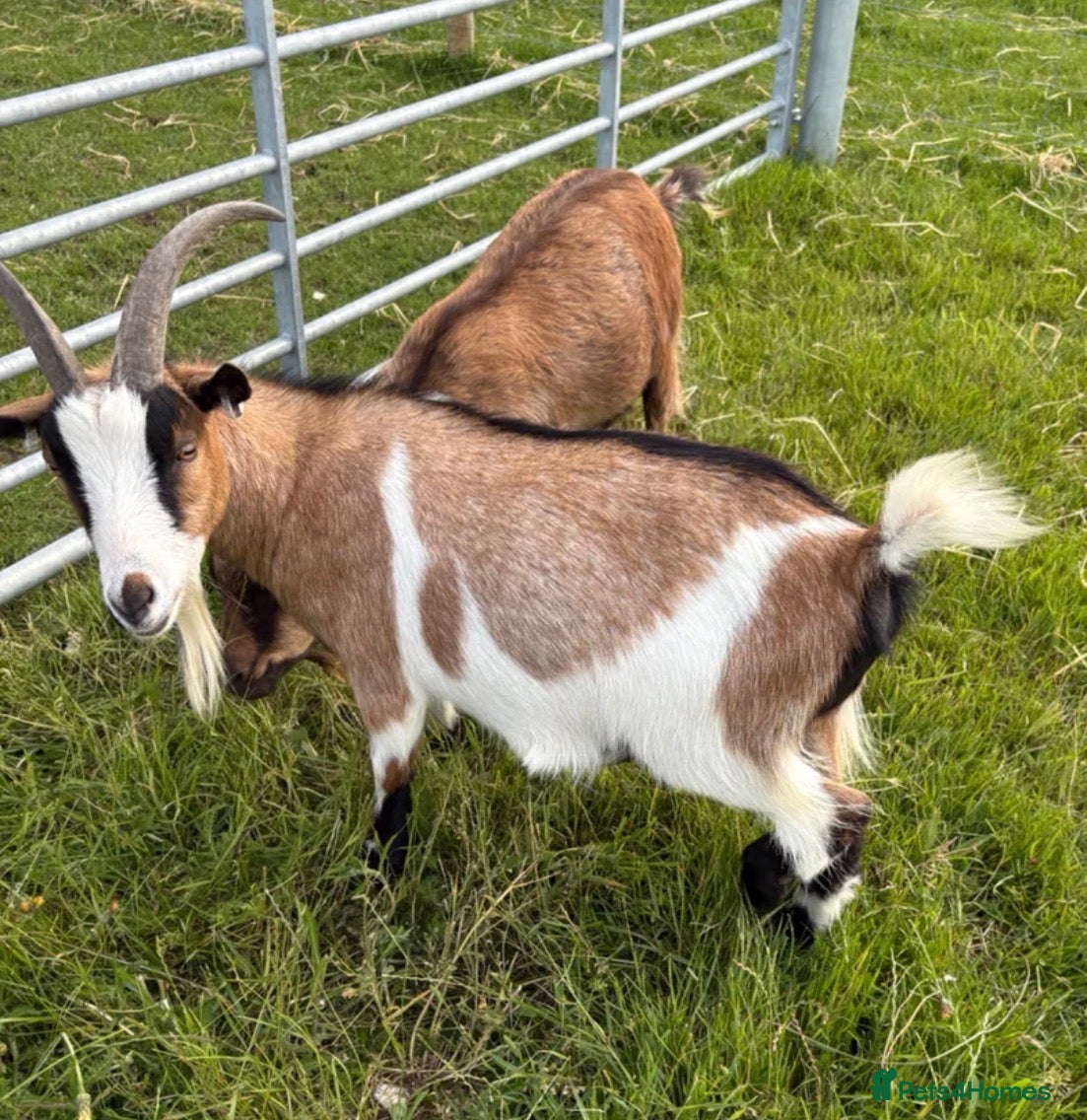 Goats livestock 2 Pygmy Goats For Sale - Advert 3