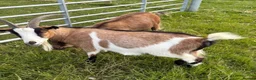 Goats livestock for sale: 2 Pygmy Goats For Sale - Advert 1